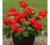 YouGarden Geranium Fire Queen Plug Plants x24