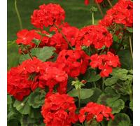 YouGarden Geranium Fire Queen Set of 30 Garden Ready Plants Ready For Planting
