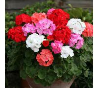 YouGarden Geranium Parade plug plants x 12