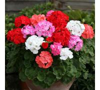 YouGarden Geranium Parade plug plants x24
