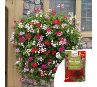 YouGarden Geranium 'Reach-out' Garden Ready Plants x20 & 100g Ferti...