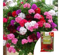 YouGarden Geranium Rosebud Trailing Plug Plant Collection x12 & 100g