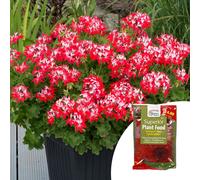 YouGarden Geranium Summer Twist Red White Plug Plants x12 & 100g Fe...