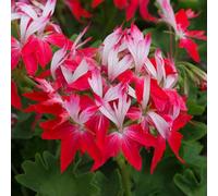 YouGarden Geranium Summer Twist Set of Six Plug Plants
