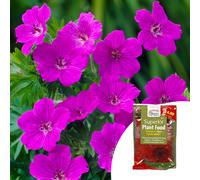 YouGarden Geranium 'Tiny Monster' in 9cm pots x3 & 100g Fertiliser