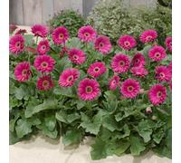 Yougarden Gerbera Garvinea 'maggie' Hot Pink In 7Cm Pot