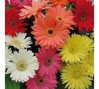 YouGarden Gerbera 'Mega Revolution' Mix Plug Plants x12