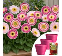 YouGarden Gerbera Sunshapers Planters & Fertiliser Collection ORANGE