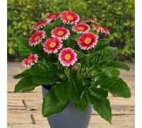 YouGarden Gerbera 'Sweet Felicitiy' in 7cm pots x3