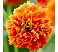 YouGarden Geum Orange Pumpkin 9cm Pots x3