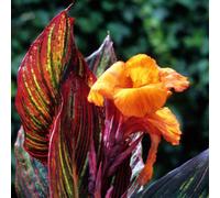 Yougarden Giant Canna 'tropicanna' In 9Cm Pot - Supplied As Established Garden Ready Plants Ready To Plant Out
