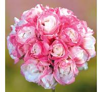 YouGarden Giant Flowered Geranium 'Appleblossom Rosebud' Pack of 12 Jumbo Plug Plants