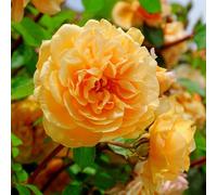YouGarden Gift Wrapped Harkness Rose 'Dad, You're One In A Million' ®, 4 Litre, Amber Flowering Shrub Roses, Ready To Plant