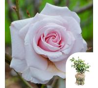 Yougarden Gift Wrapped Harkness Rose 'lovingly Remembered', 1 X 4 Litre Pot, Shell Pink Fragrant Repeat Flowering Shrub, Ready To Plant