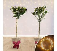YouGarden Gift Wrapped Ilex 'Blue Maid' Standard Holly Tree w/Light...
