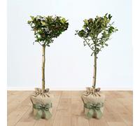 YouGarden Gift Wrapped Ilex 'Blue Maid' Standard Holly Tree x2