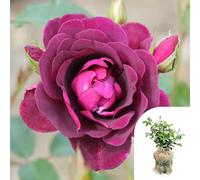 YouGarden Gift Wrapped Rose Burgundy Ice in 4 Litre Pot