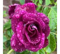 Yougarden Gift Wrapped Rose Burgundy Ice In 4 Litre Pot