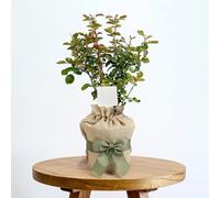 YouGarden Gift Wrapped Rose Climbing Starlight Symphony ®, 4 Litre Potted Rose, Wrapped in a Hessian Bag, Ready to Plant