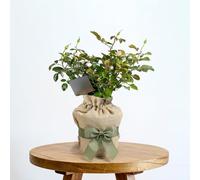 YouGarden Gift Wrapped Rose Congratulations, 4 Litre Potted Rose, Wrapped in a Hessian Bag, Ready to Plant