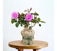 YouGarden Gift Wrapped Rose FAB AT 70 â„¢, 4 Litre Potted Rose, Wrapped in a Hessian Bag, Great Gift, Ready to Plant