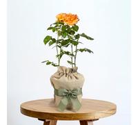 YouGarden Gift Wrapped Rose Fab at 80 â„¢, 4 Litre Potted Rose, Wrapped in a Hessian Bag, Ready to Plant