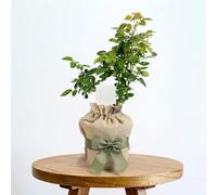 YouGarden Gift Wrapped Rose Peace, 3L Potted Rose, Wrapped in a Hessian Bag, Ready to Plant