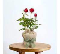 YouGarden Gift Wrapped Rose Ruby 40th Wedding Anniversary ®, 4 Litre Potted Rose, Wrapped in a Hessian Bag, Ready to Plant