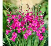Yougarden Gladiolus Byzantinus, Set Of 35 Bulbs Size 6/7, Ready For Autumn Planting, Spring Flowering Gladiolus Bulbs