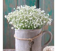 Yougarden Gypsophila Paniculata 'baby's Breath', 10 X Bare Root Plants, Hardy Perennial Summer Flower Clouds, Great For Borders Cu