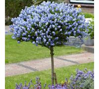 Yougarden Hardy Ceanothus Standard 65-90Cm In 19Cm Pot, California Lilac Tree For Gardens, Supplied As An Established Plant