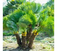 Yougarden Hardy Fan Palm Chamaerops Humilis 40-50Cm