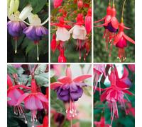 YouGarden Hardy Fuchisa Collection x12
