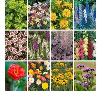 YouGarden Hardy Garden Perennial Collection Plugs x 24