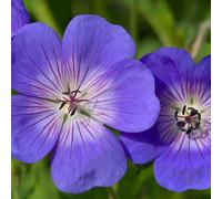 YouGarden Hardy Geranium Rozanne 9cm Pots x 3