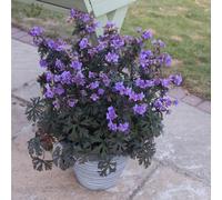 YouGarden Hardy Geranium Storm Cloud 9cm pots x3