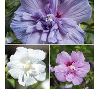 YouGarden Hardy Hibiscus 'Chiffon' Collection 9cm x 3