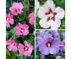 YouGarden Hardy Hibiscus Collection