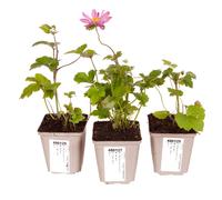 YouGarden Hardy Japanese Anemone Collection 9cm Pot x3