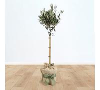 YouGarden Hardy Ornamental Olive Tree Standard 80-90cm Tall, Gift Wrapped Established Plant in Brown Hessian Bag with Green Fabric Bow, Ready to Plant or Gift