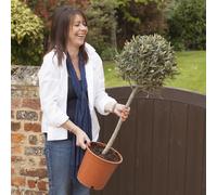 YouGarden Hardy Ornamental Olive Tree Standard 80-90cm Tall, Mediterranean Olive Tree for Gardens Patios and Decking, Ornamental Trees for Gardens