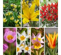 YouGarden Hardy Tulips 'Rock Garden' Mix, 20 x Bulbs, Size 6/7, Early Spring Colour, Great for Pots