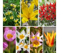 Yougarden Hardy Tulips 'rock Garden' Mix, 40 X Bulbs, Size 6/7, Early Spring Colour, Great For Pots