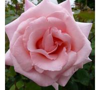 YouGarden Harkness Climbing Rose 'High Hopes' ™, 4 Litre Pot