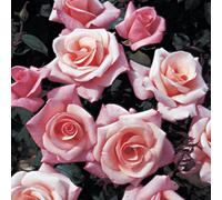 Yougarden Harkness Climbing Rose 'high Hopes' ™, 4 Litre Pot, Gift Wrapped