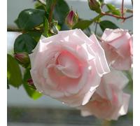 YouGarden Harkness Climbing Rose New Dawn in 4 Litre Pot, Gift Wrapped, Beds, Borders Or Patio Planting, Climbing Roses Fast Growing Highly Fragrant, Pink Rose Plant