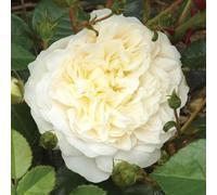 YouGarden Harkness Climbing Rose 'Perpetually Yours' 4 Litre Pot