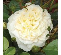 Yougarden Harkness Climbing Rose 'perpetually Yours' 4 Litre Pot