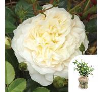 Yougarden Harkness Climbing Rose 'perpetually Yours' Gift Wrapped 4 Litre Pot