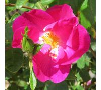 YouGarden Harkness Climbing Rose 'Simply Sumptuous' ™, Climbing Rose, 4 Litre Pot, Ready To Plant Garden Colour